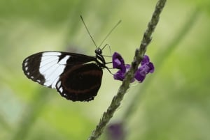 Rincón de la Vieja: Endags naturtur