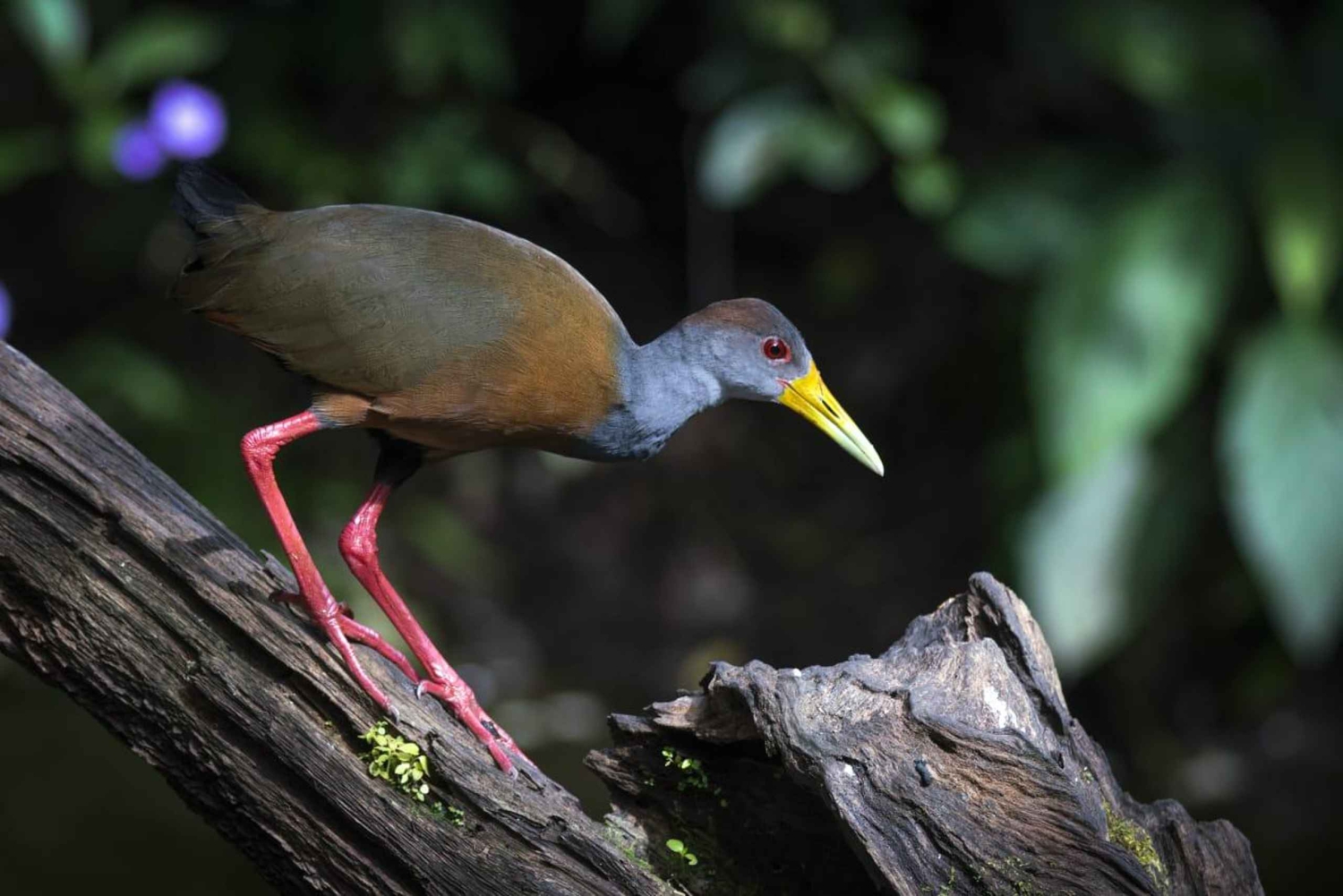 Rincón de la Vieja Rainforest Wildlife Night Tour