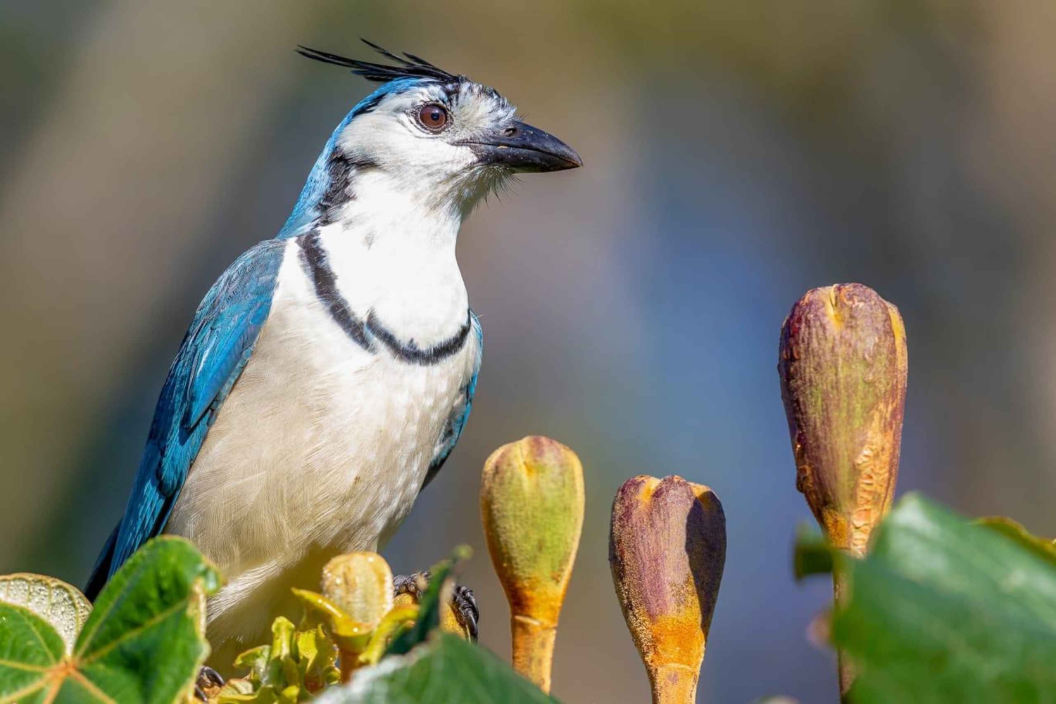 Rincón de la Vieja Rainforest Wildlife Night Tour
