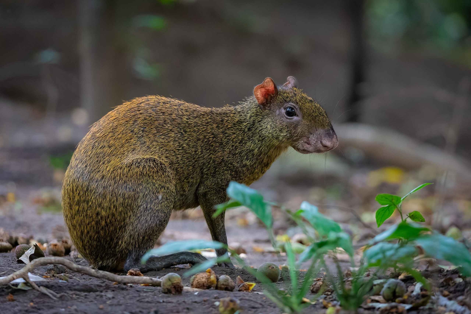 Rincón de la Vieja Rainforest Wildlife Night Tour