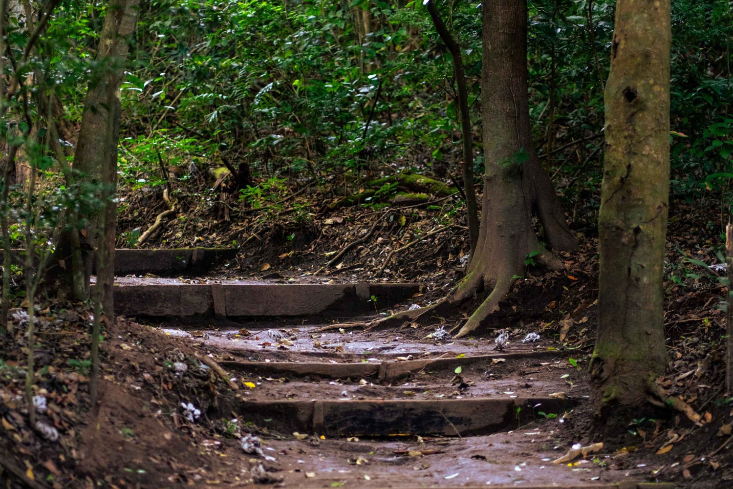 Rincón de la Vieja Rainforest Wildlife Night Tour