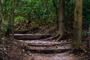 Rincón de la Vieja Rainforest Wildlife Night Tour