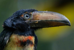 Rincón de la Vieja Rainforest Wildlife Night Tour