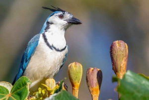 Rincón de la Vieja Rainforest Wildlife Night Tour