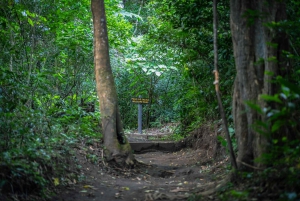 Rincón de la Vieja Rainforest Wildlife Night Tour