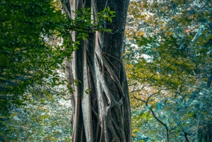 Rincón de la Vieja Rainforest Wildlife Night Tour