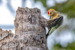 Rincón de la Vieja Rainforest Wildlife Night Tour