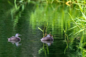 Rincón de la Vieja Rainforest Wildlife Night Tour