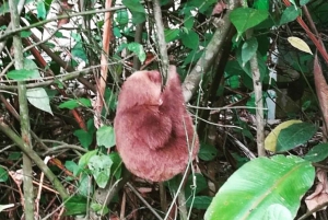 Rio Celeste Hike & Sloths Wild Life