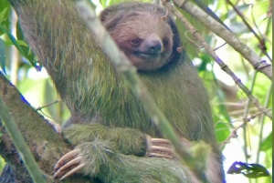 Escursione a Rio Celeste e vita selvaggia dei bradipi