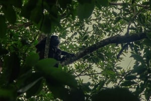 Rio Celeste: Natuurlijk zwembad in het bos
