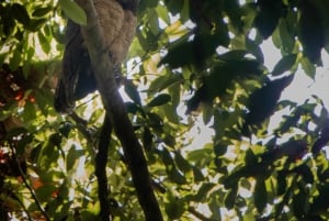 Rio Celeste: Natuurlijk zwembad in het bos