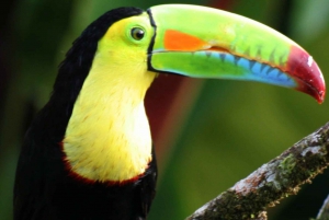 Rio Celeste -vesiputous: sademetsäretki ja laiskiaisten havainnointi