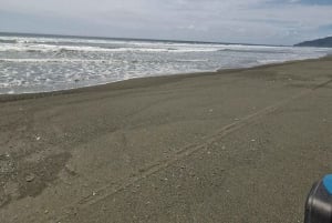 Puerto Jiménez: Exploração da fauna em Matapalo + Guia especialista e almoço