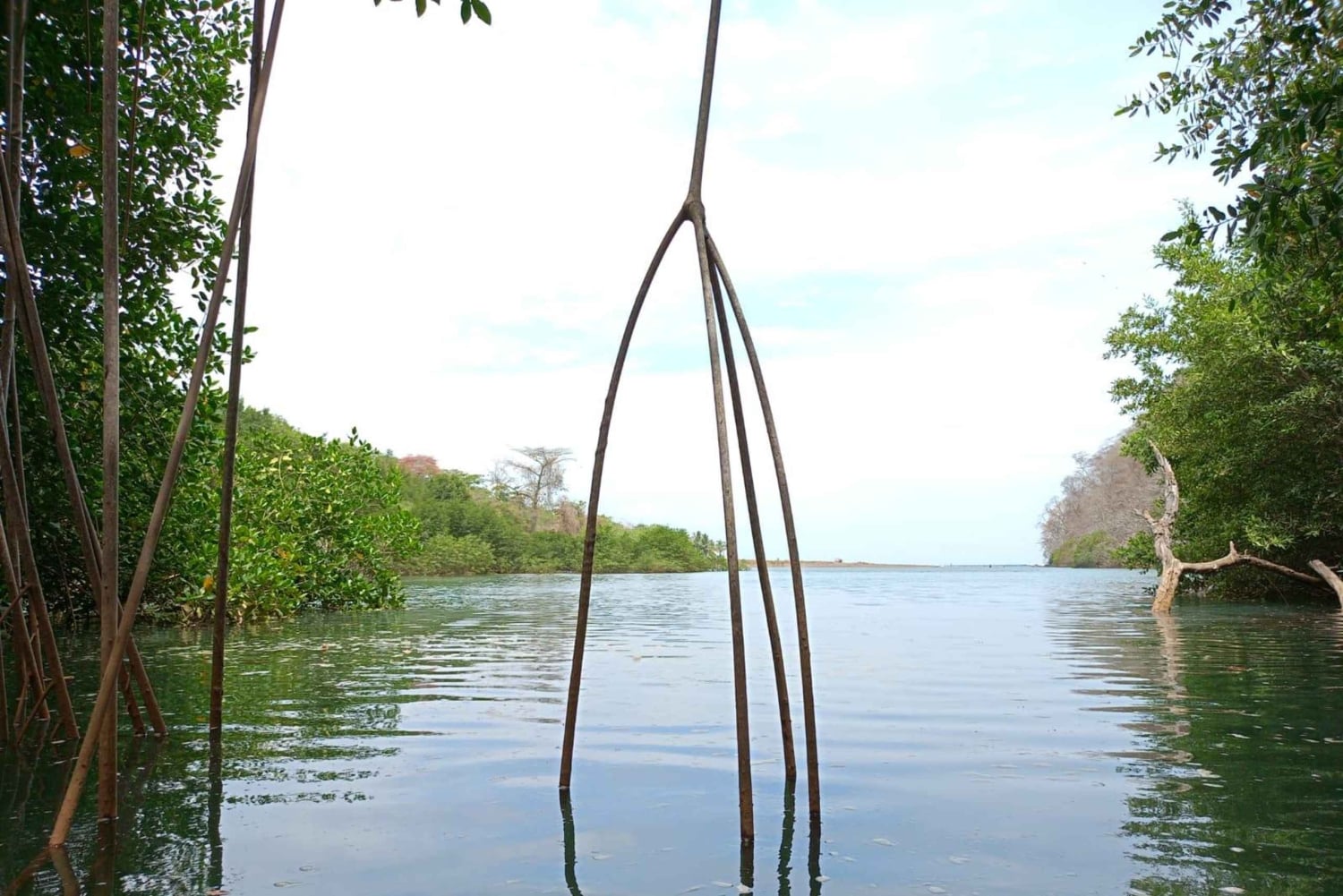 Samara: Mangrove Kayaking Adventure