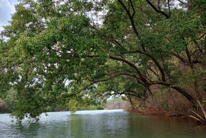 Samara: Mangrove Kayaking Adventure