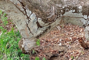 Samara: Mangrove Kayaking Adventure