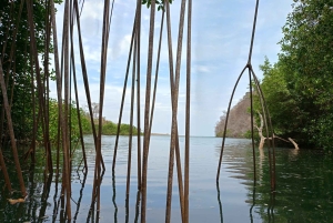 Samara: Mangrove Kayaking Adventure