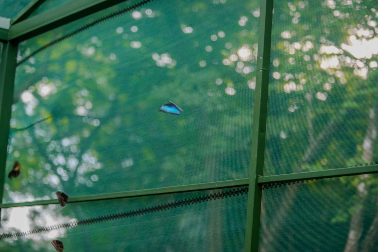 Samara: trilho pela floresta tropical seca e santuário de borboletas