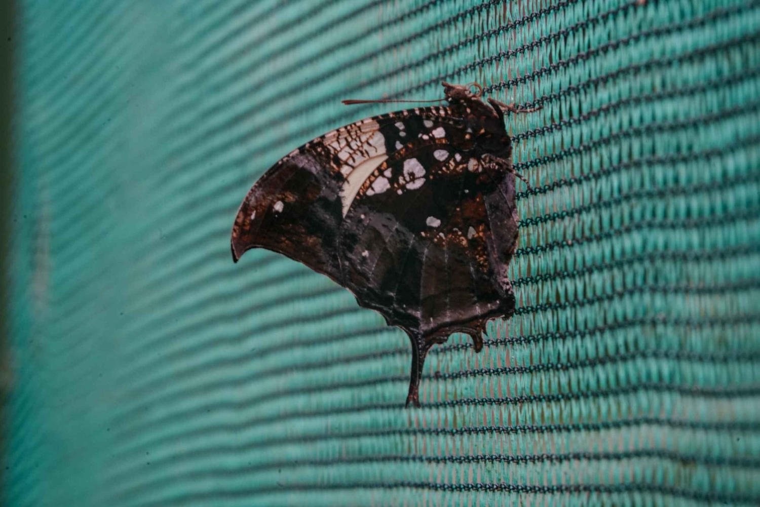 Samara: trilho pela floresta tropical seca e santuário de borboletas