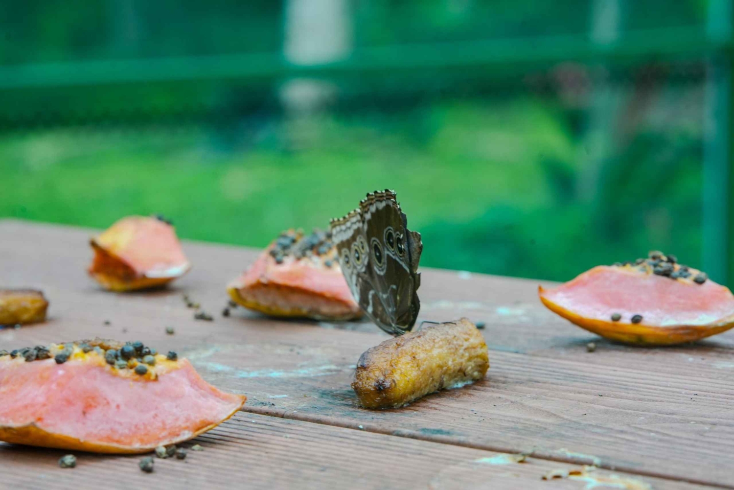 Samara: trilho pela floresta tropical seca e santuário de borboletas