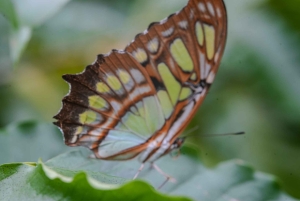 Samara: trilho pela floresta tropical seca e santuário de borboletas