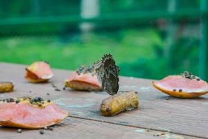 Samara: trilho pela floresta tropical seca e santuário de borboletas