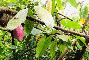 San Carlos: Don Olivossa: Suklaanvalmistuksen taito -kierros