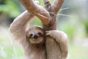 San Jose: Animal Rescue Center Entry with Guided Tour