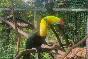 San Jose: Animal Rescue Center Entry with Guided Tour