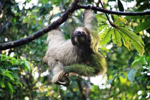 San José: Arenal Volcano, Hot Springs, & Zip Lining w/ Meals