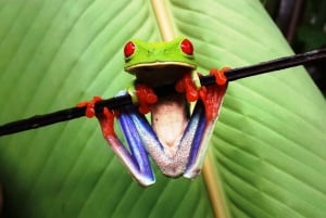 San José: Arenal Volcano, Hot Springs, & Zip Lining w/ Meals