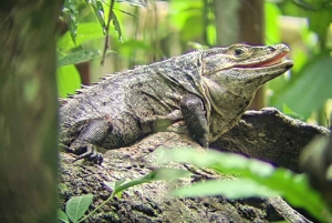 San José: Stadsrondleiding en centrale markt met lokaal eten