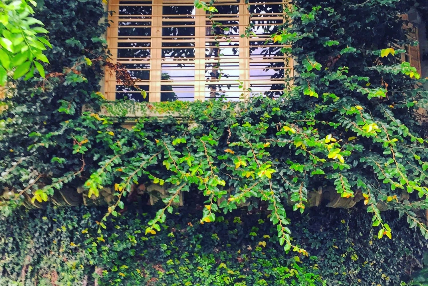 Экскурсия по городу Сан-Хосе с кофе, шоколадом и дегустацией