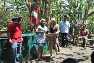 San José: koffieproductietour en proeverij