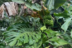 San José: Privat tur, der kan tilpasses