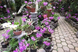 San José: Vulkanen Irazú, dagstur till Orosi och Lankester Gardens