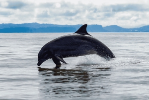 San José: Isla Tortuga All-inclusive båttur med snorkling