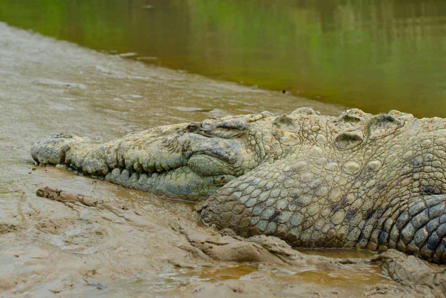 San Jose: Djungelflod och krokodiläventyr