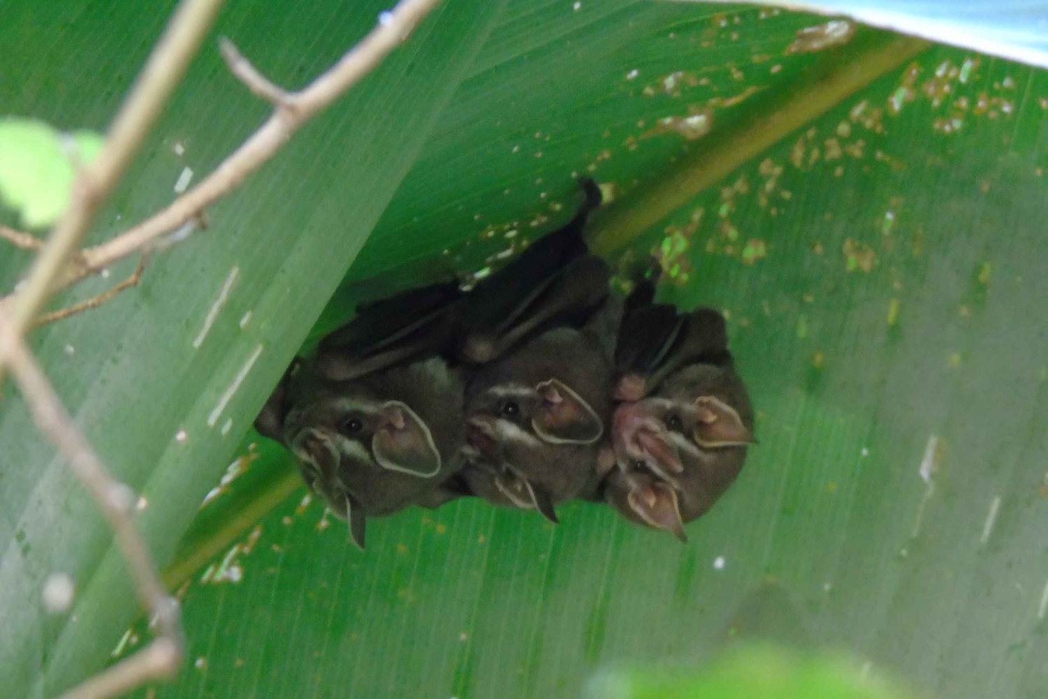 San José : Excursion d'une demi-journée aux jardins des chutes d'eau de La Paz