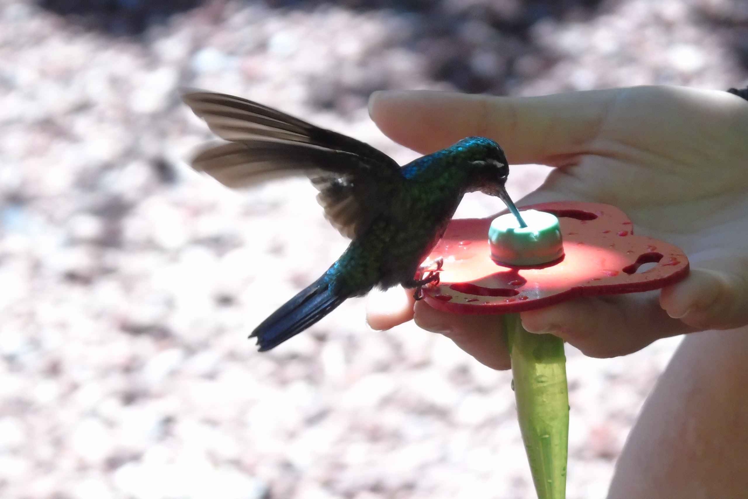 San José : Excursion d'une demi-journée aux jardins des chutes d'eau de La Paz