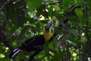 San José: Halvdagsutflykt till La Paz Waterfall Gardens