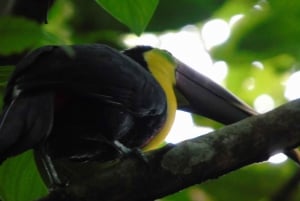 San José: Halvdagsutflykt till La Paz Waterfall Gardens