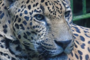 San José: Halvdagsutflykt till La Paz Waterfall Gardens