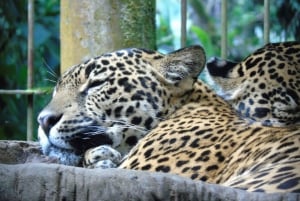 San José: Halvdagsutflykt till La Paz Waterfall Gardens