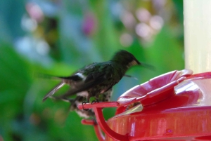 San José : Excursion d'une demi-journée aux jardins des chutes d'eau de La Paz