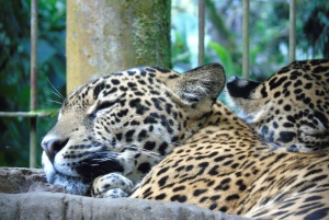 San José : Excursion d'une demi-journée aux jardins des chutes d'eau de La Paz