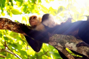 San Jose: Manuel Antonio National Park Day Trip with Lunch