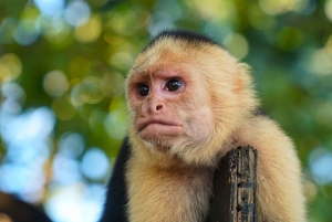 San Jose: Manuel Antonio nasjonalpark Dagstur med lunsj