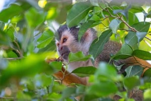 San Jose: Manuel Antonio nasjonalpark Dagstur med lunsj